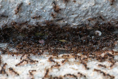 Petaluma Ant Infestation