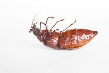 Bed Bug Infestation in Marin County