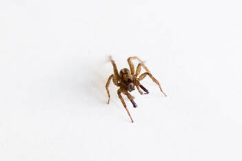 Marin County Home Spider Infestation