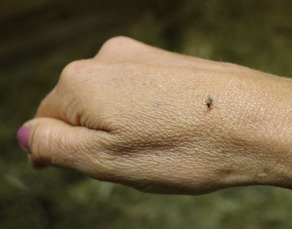 Mosquito Biting Hand Pest Control Santa Rosa