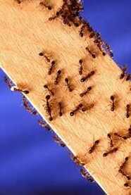Ant Infestation and Suppression in Local Santa Rosa Business