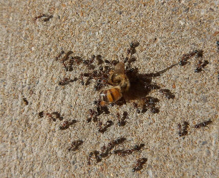 Pest Control Santa Rosa Ant Infestation