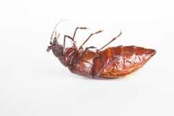 Santa Rosa Pest Control Bed Bug Removal