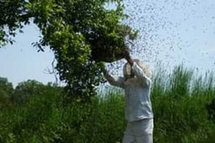 Bee Hive Removal From Tree