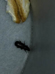 Beetle Infestation Santa Rosa Pest Control