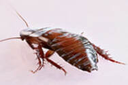 Pest Control Santa Rosa | Santa Rosa Exterminators