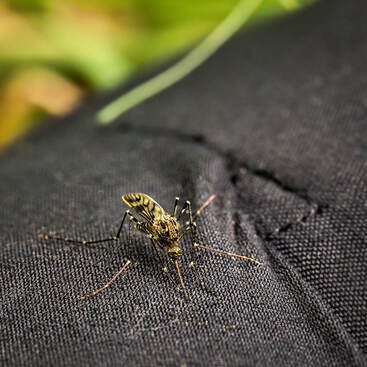 Mosquito Biting Through Clothes Santa Rosa Exterminators