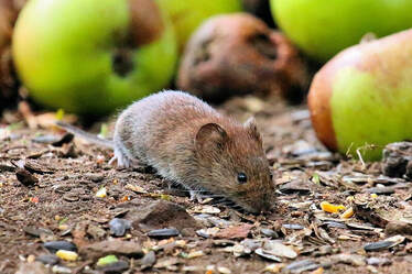 Mouse in Rohnert Park Garden