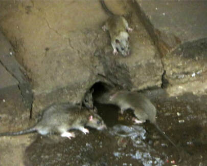 Rat Infestation Petaluma Business