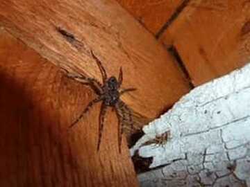 Spider Infestation and Eradication in Basement of House
