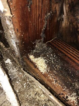 Termite Infestation in Petaluma Home