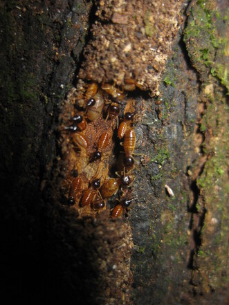 Termites in Rohnert Park Tree