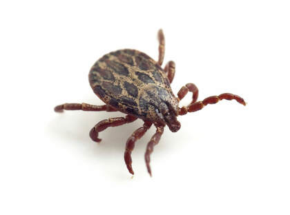 Pest Control Santa Rosa Exterminators Tick Removal